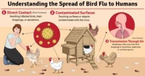 Bird Flu 2025