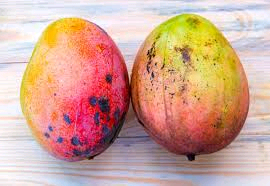 Two ripe mangoes showcasing the health benefits of mango.