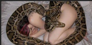 Video: Shocking Moment Woman’s Beloved Python Pet Swallowed Her Alive